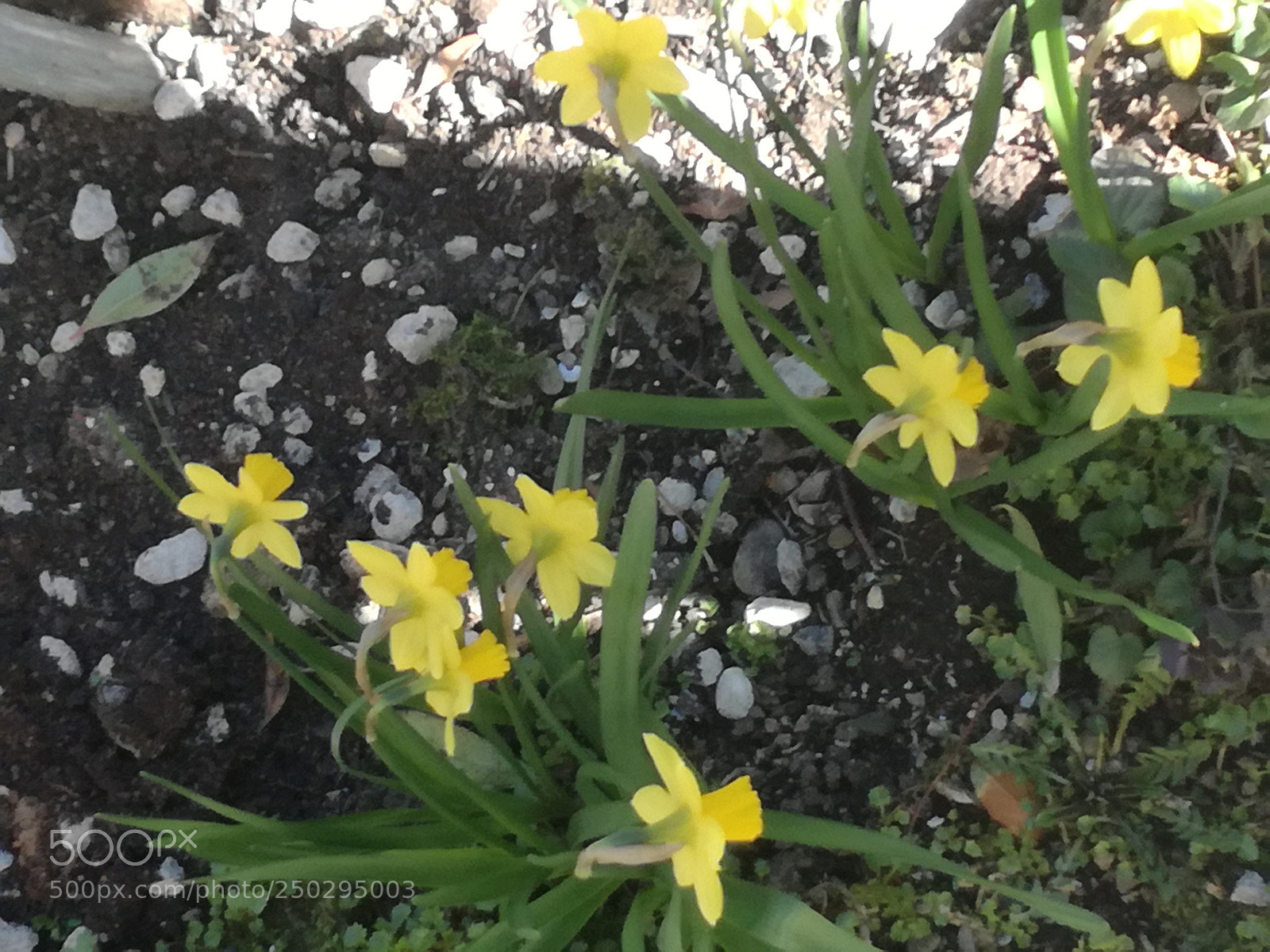 HUAWEI P9 LITE sample photo. I miei narcisi photography