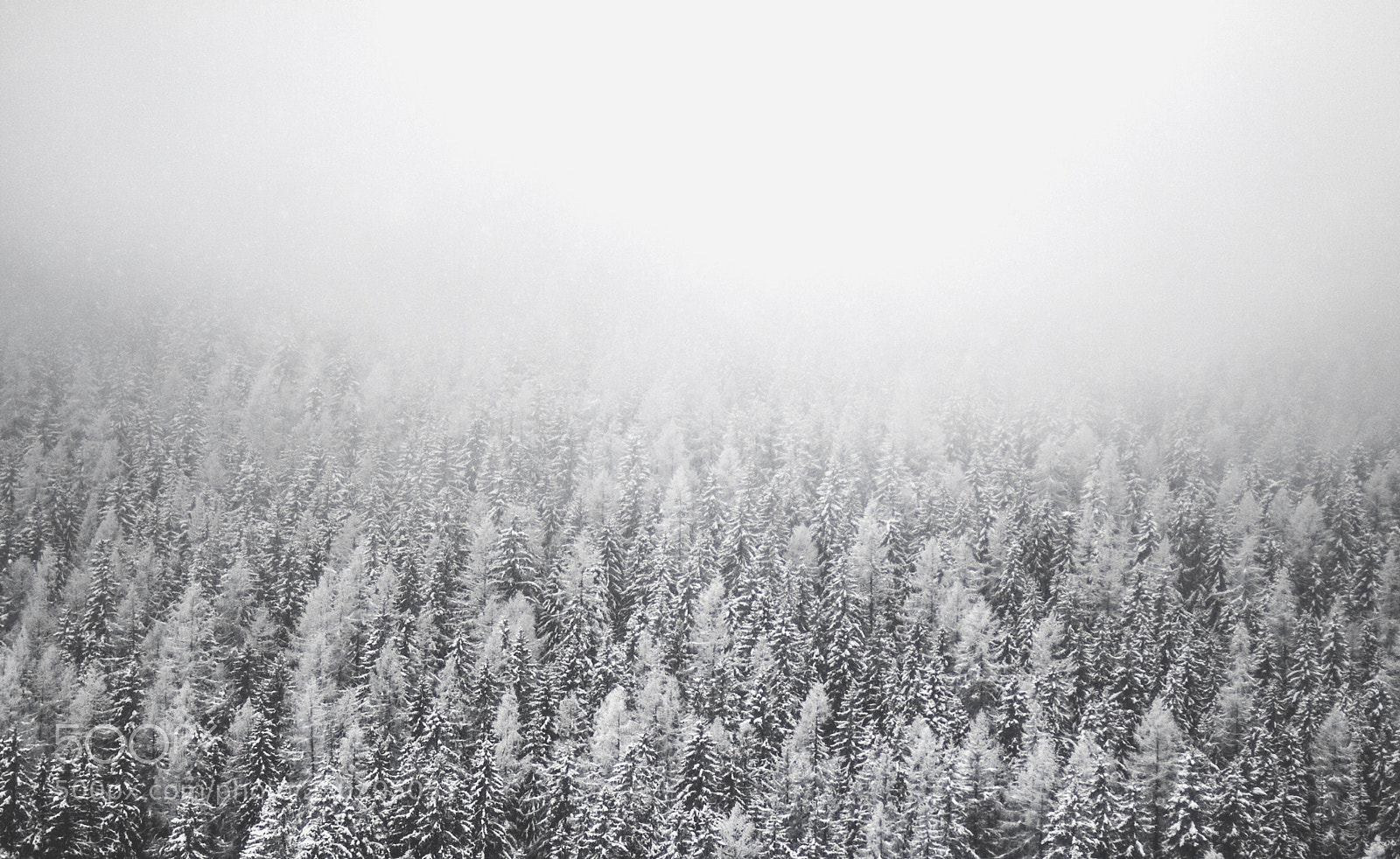 Canon EOS 60D sample photo. Winter forest photography