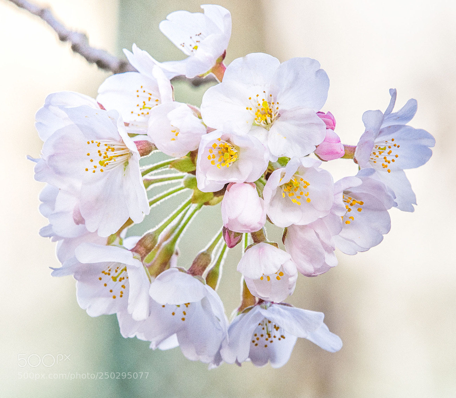 Nikon D7200 sample photo. Flowering declaration photography