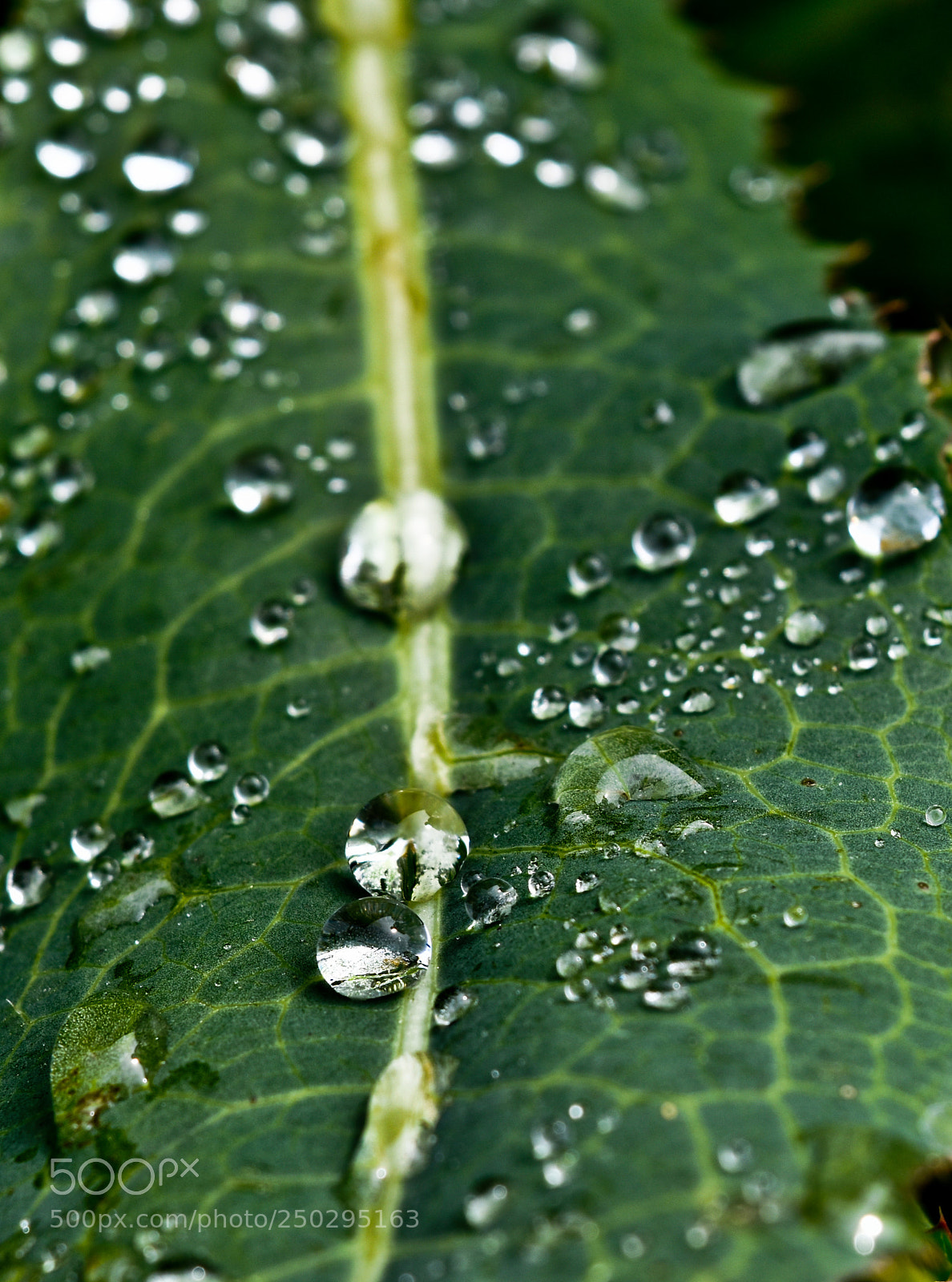 Nikon D5500 sample photo. Rocio sobre hoja photography