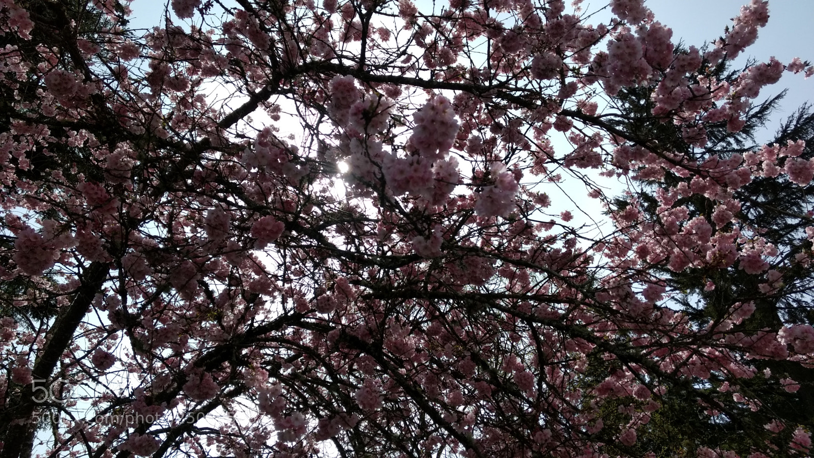 Motorola Moto G (4) sample photo. End of march photography