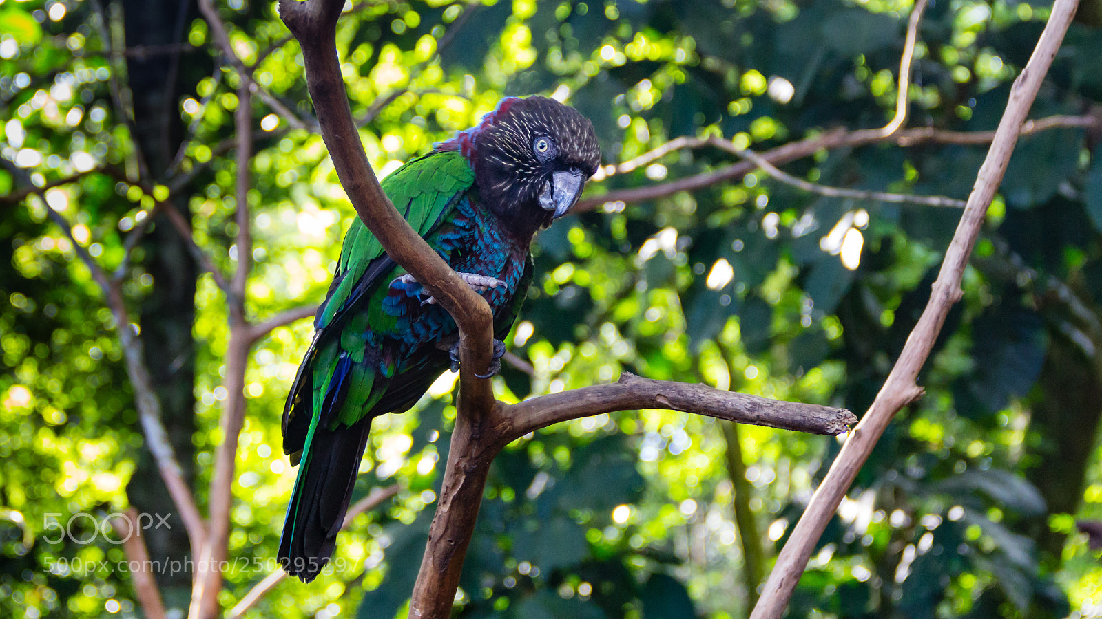 Canon EOS 60D sample photo. Bird photography