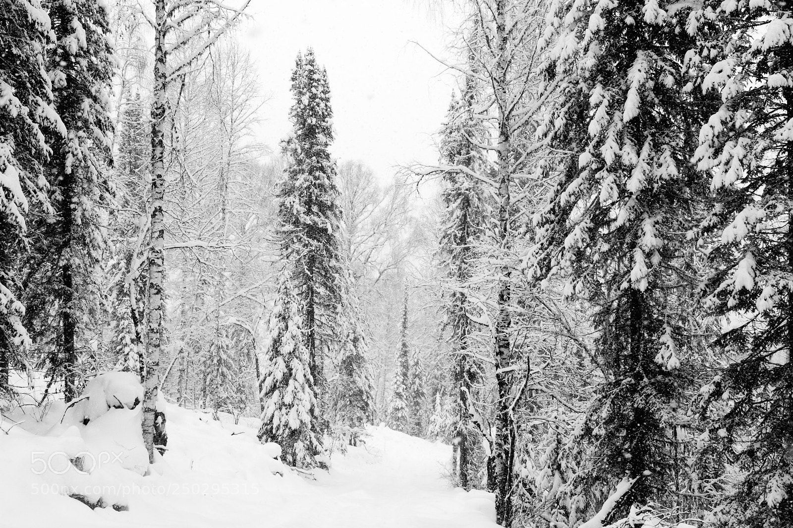 Canon EOS 7D sample photo. Fairytale forest photography