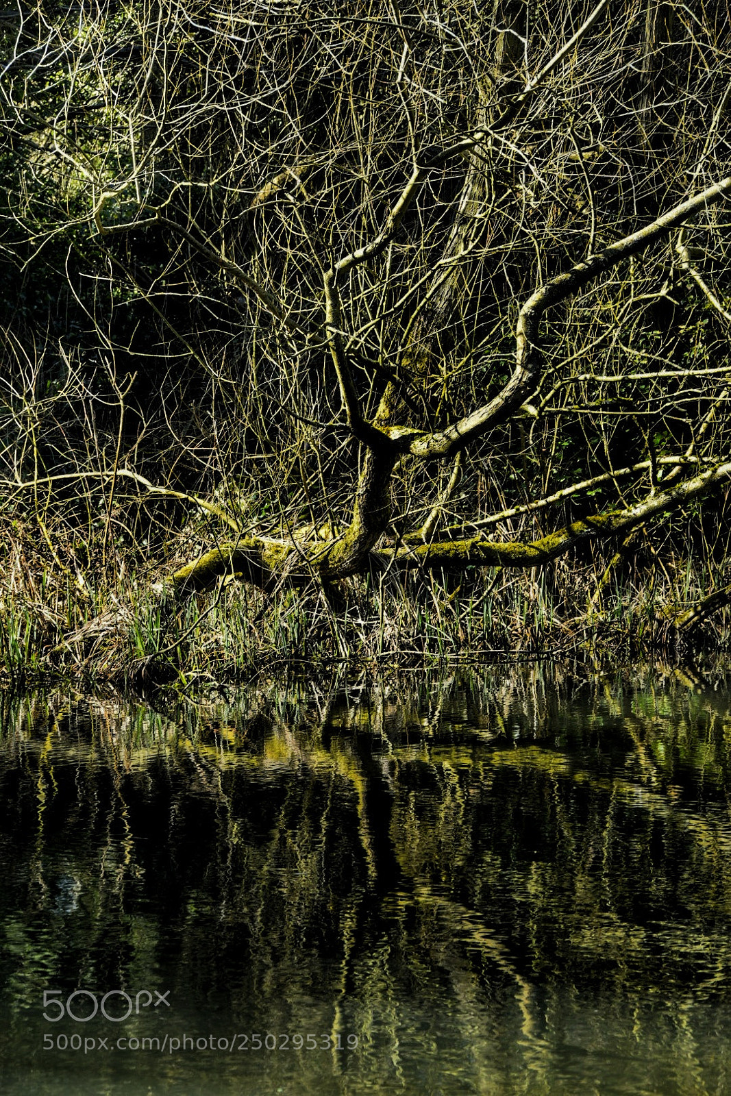 Nikon D5500 sample photo. Untitled photography