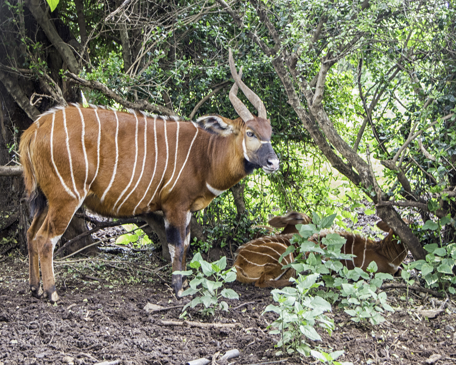 Canon EOS 70D sample photo. Mountain bongo photography