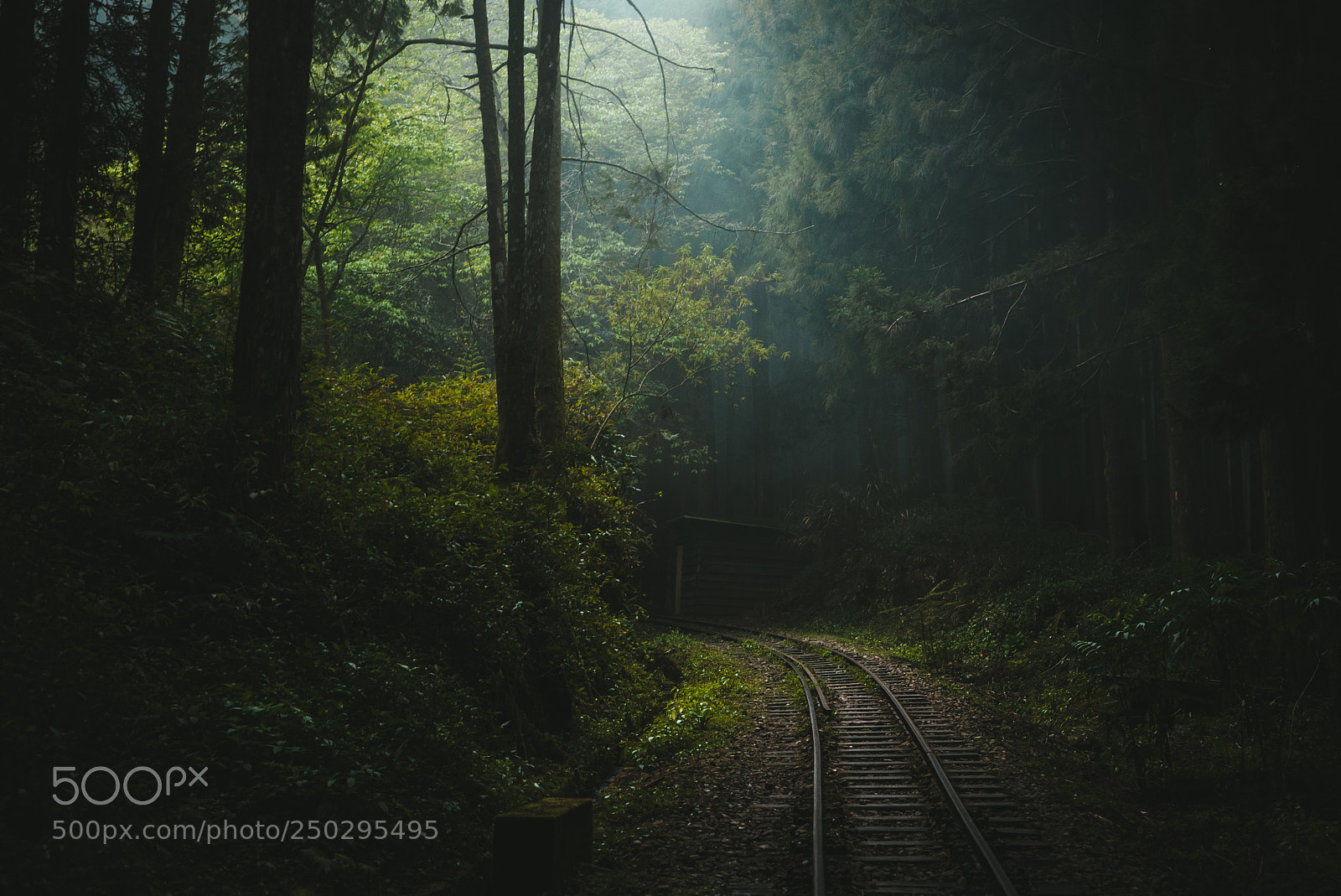 Nikon D600 sample photo. Mystery forest railway photography