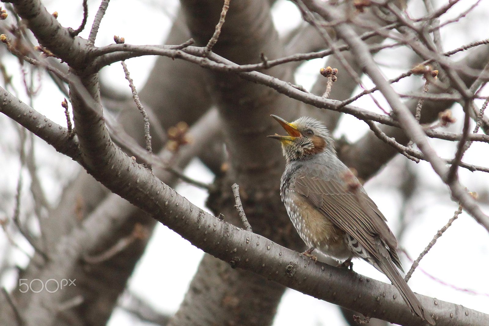 Canon EOS 100D (EOS Rebel SL1 / EOS Kiss X7) sample photo. Singing in the early spring photography