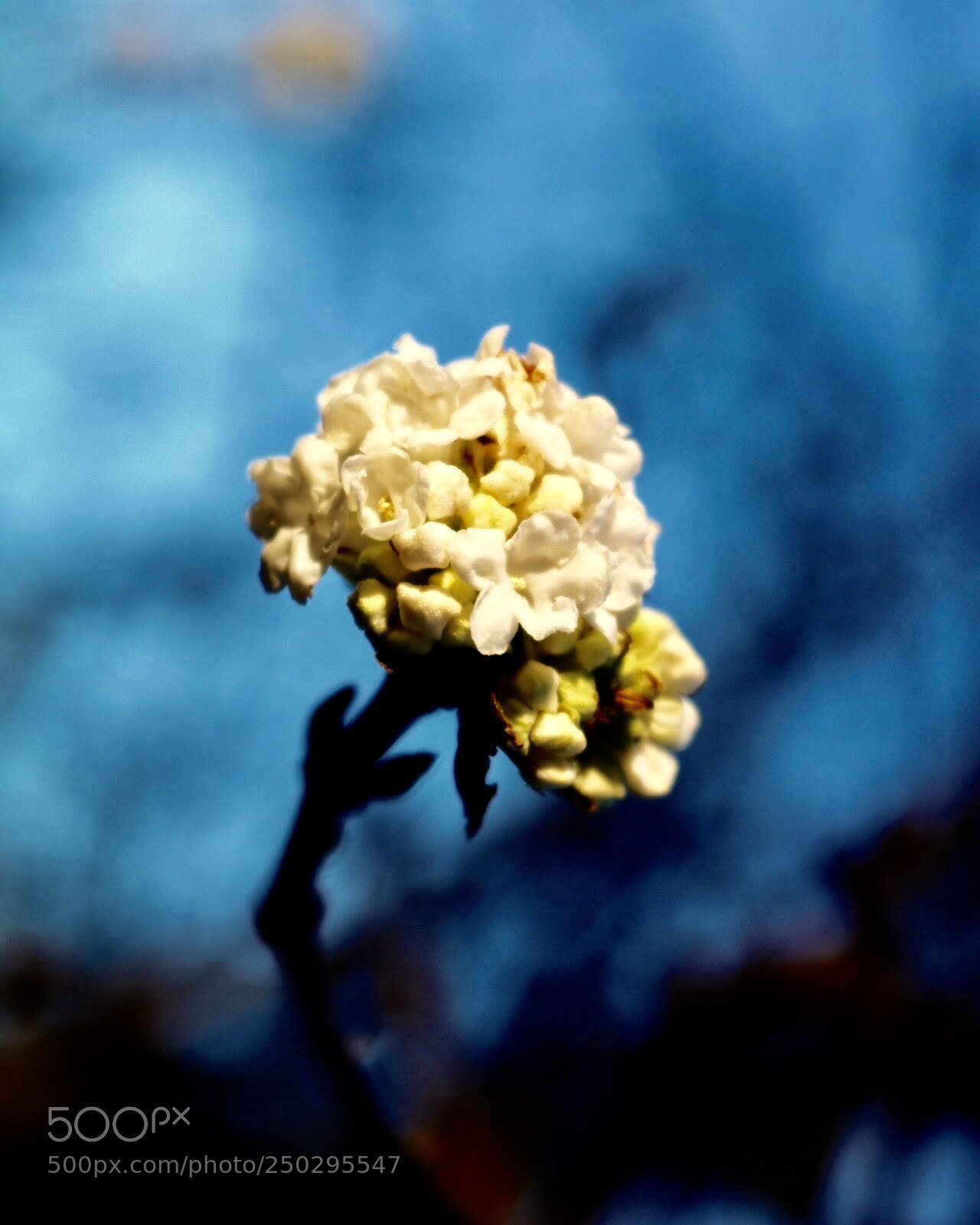 Canon EOS 750D (EOS Rebel T6i / EOS Kiss X8i) sample photo. Untitled photography