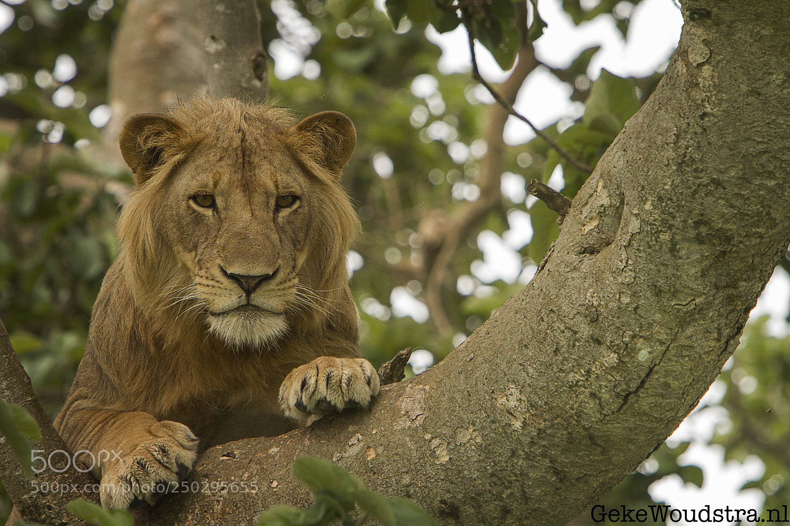 Canon EOS 7D sample photo. Lion photography