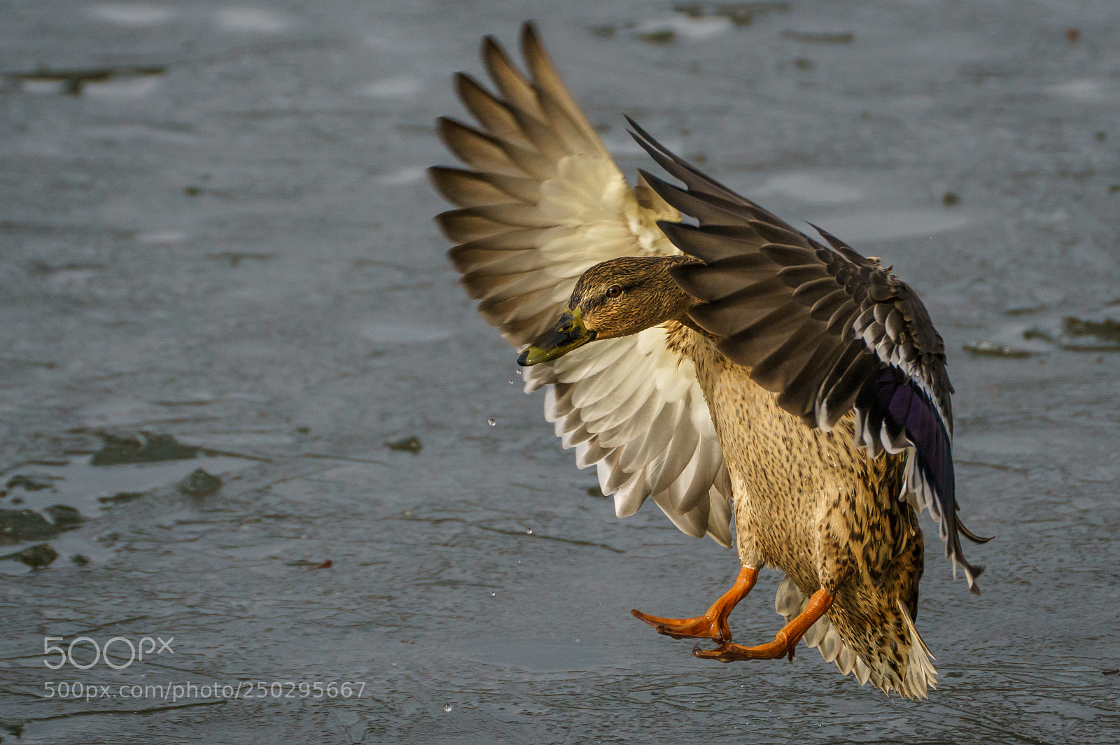 Sony ILCA-77M2 sample photo. The landing photography