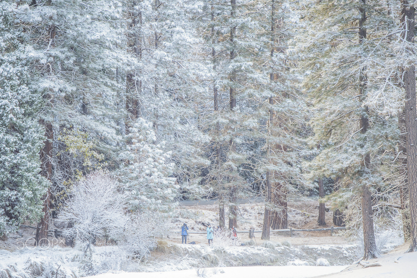 Nikon D810 sample photo. Winter, photographer photography