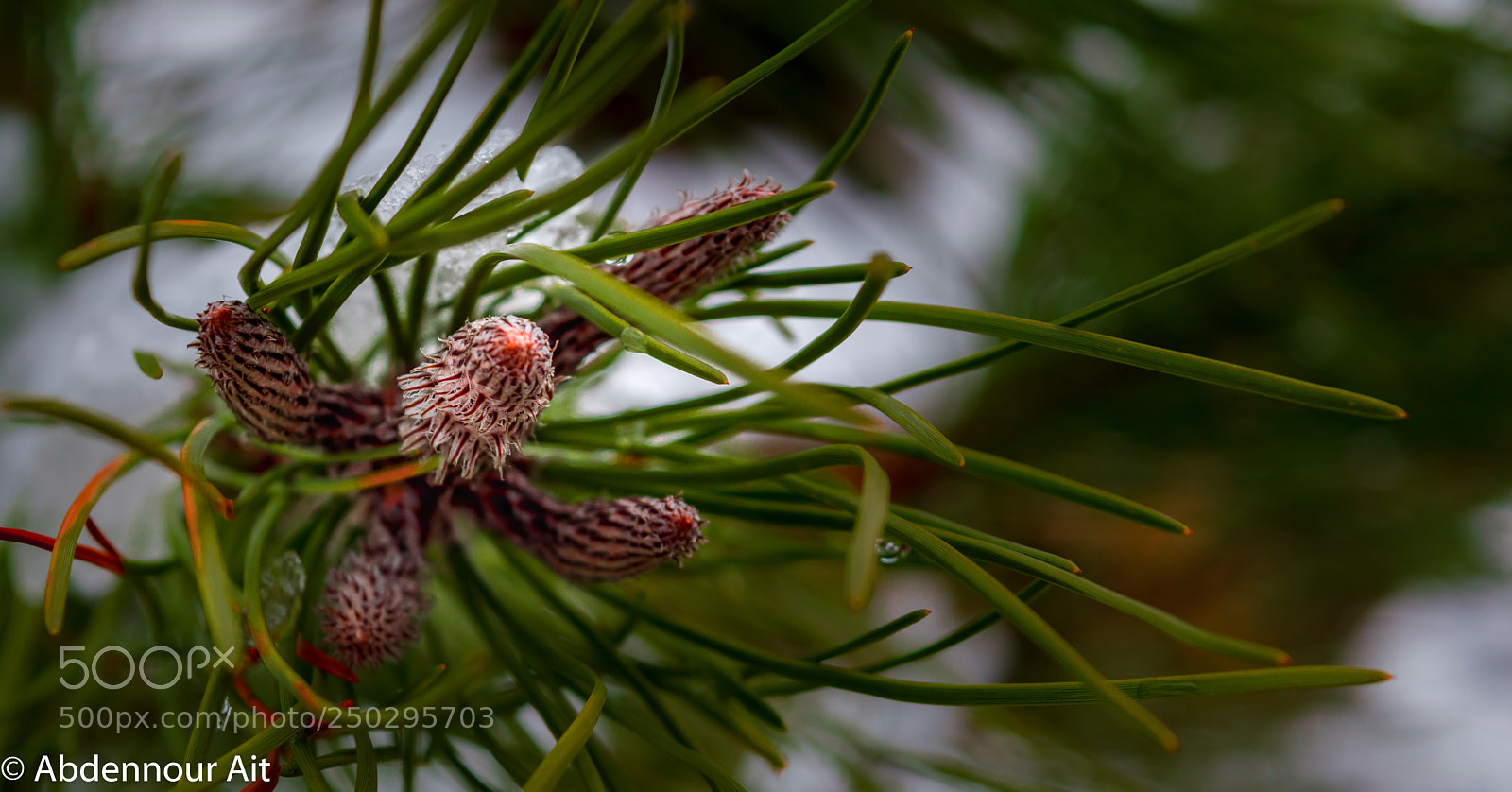 Nikon D3200 sample photo. In the tree! photography