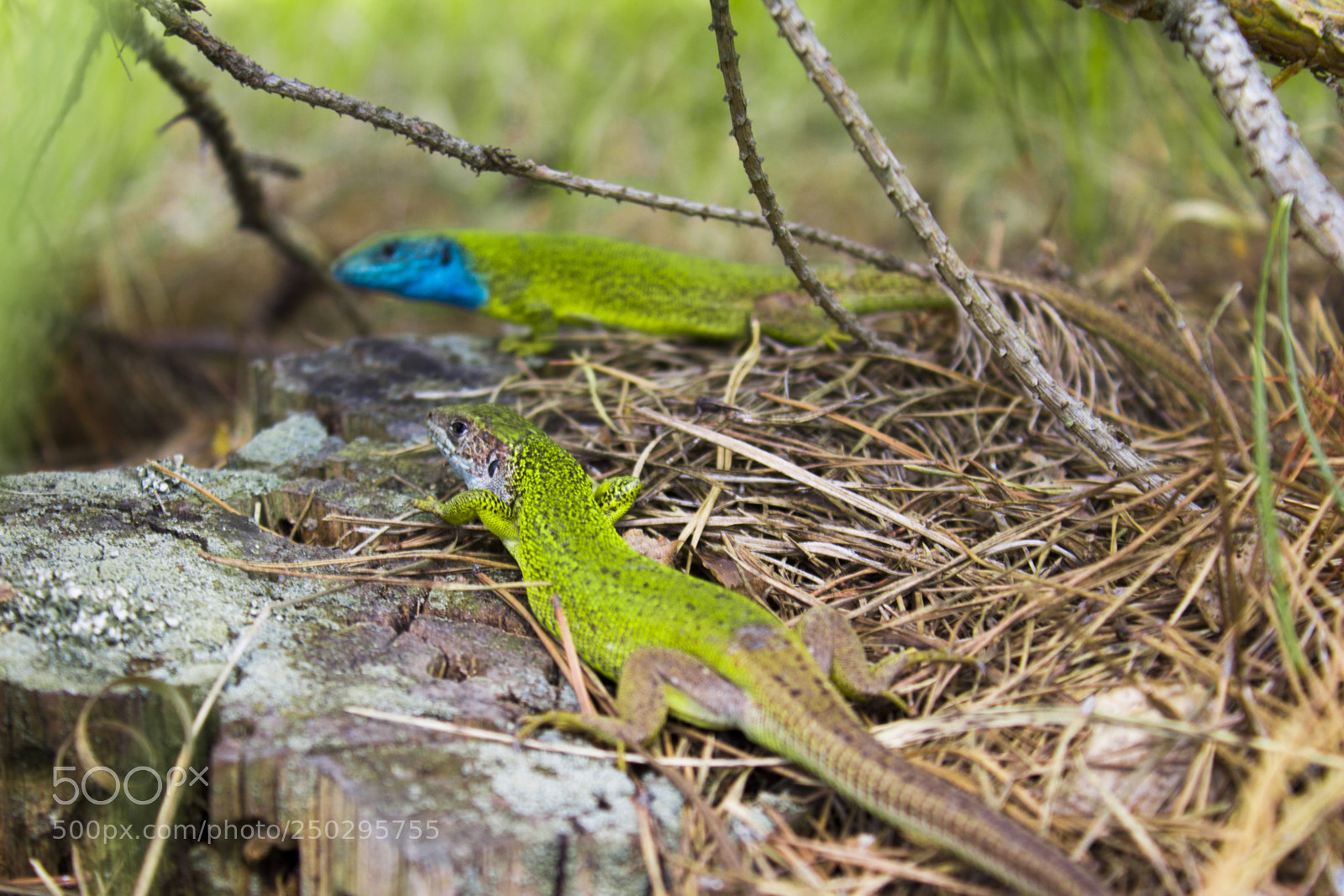 Canon EOS 650D (EOS Rebel T4i / EOS Kiss X6i) sample photo. Lizards in the forest photography