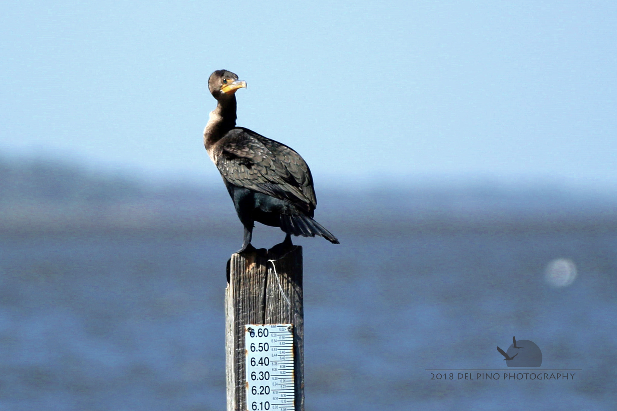 Canon EOS 1300D (EOS Rebel T6 / EOS Kiss X80) sample photo. Cormorant's post photography