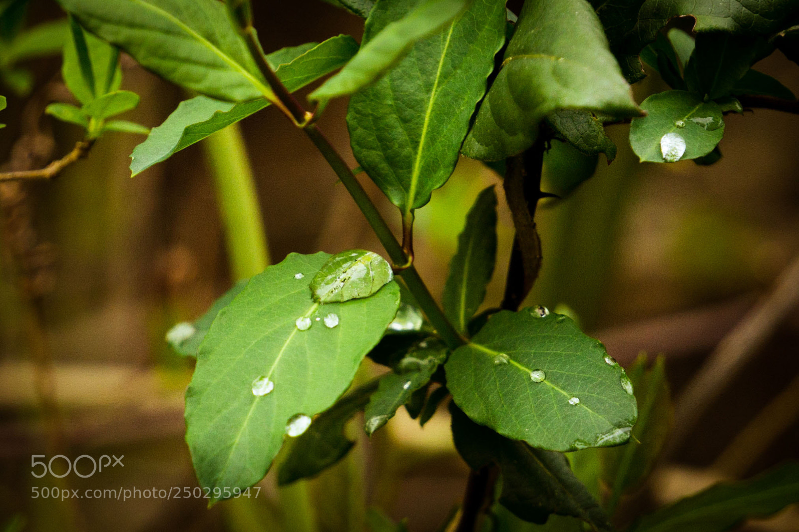 Sony a6000 sample photo. Early spring rain brings photography
