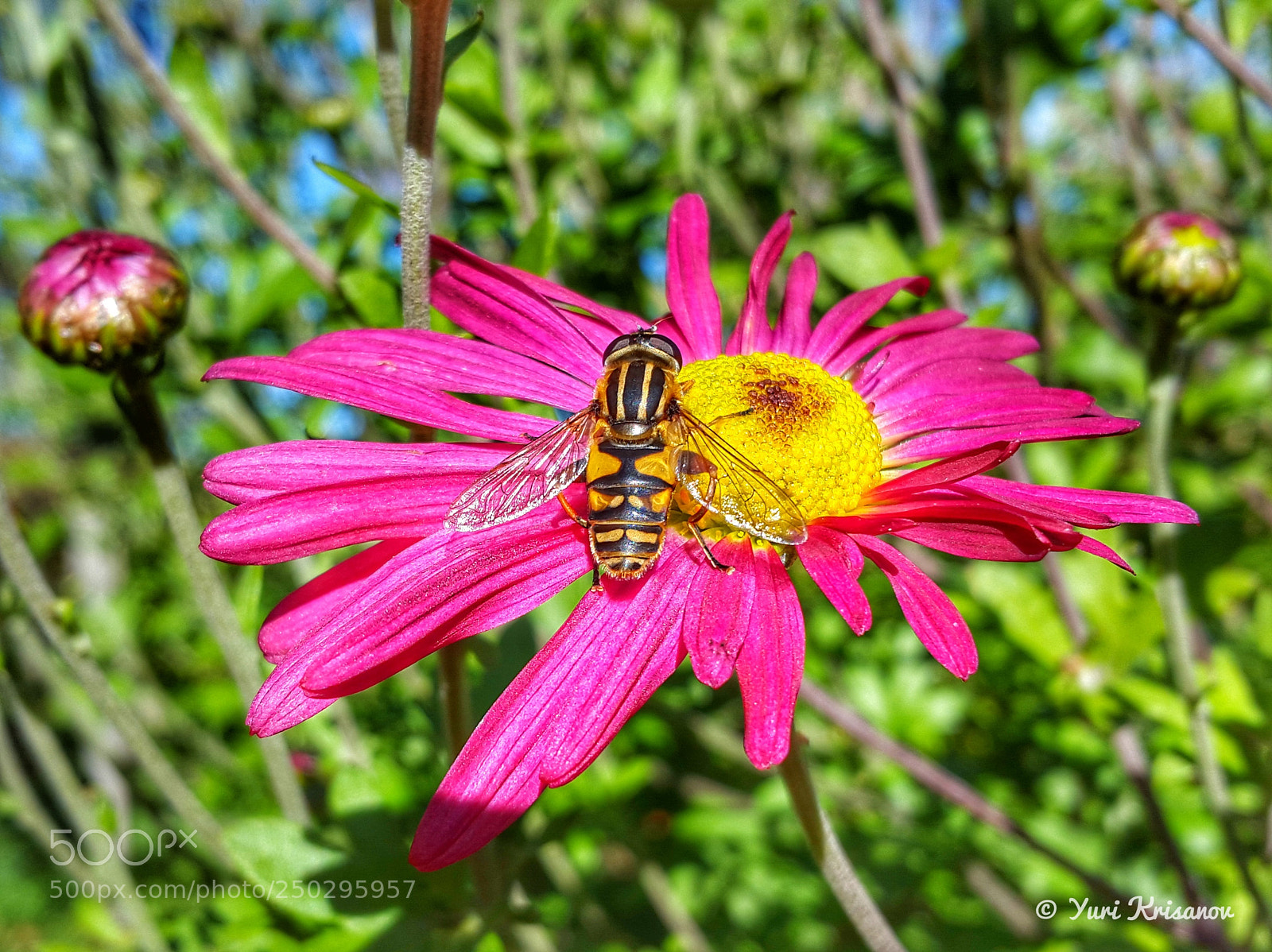 Samsung Galaxy Alpha sample photo. Hoverfly on the flower photography