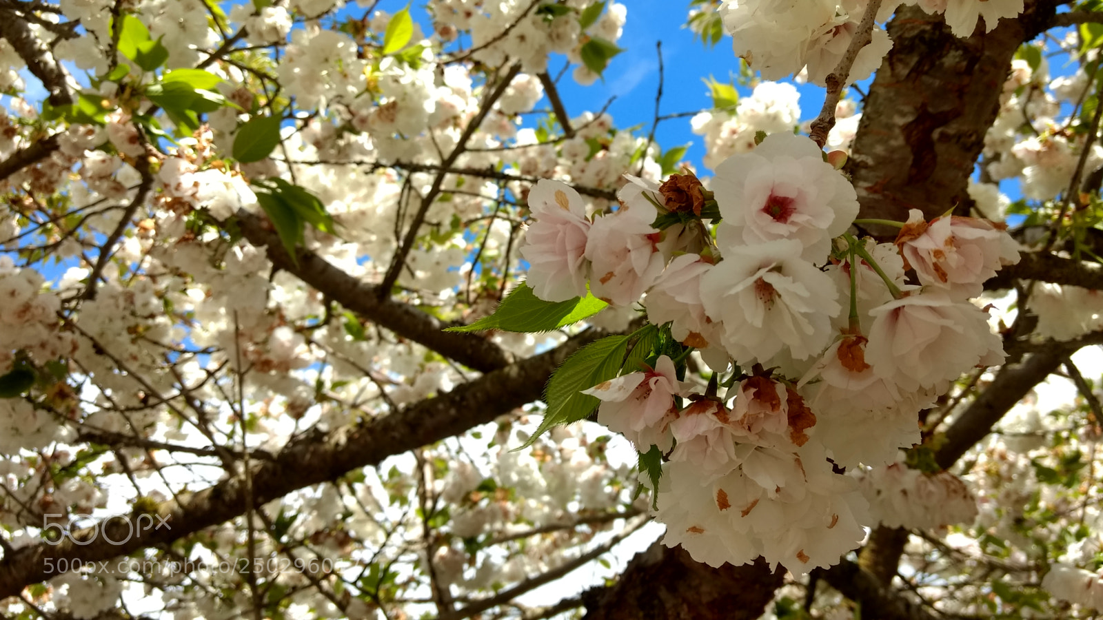 Motorola Moto G (4) sample photo. As if some sort photography