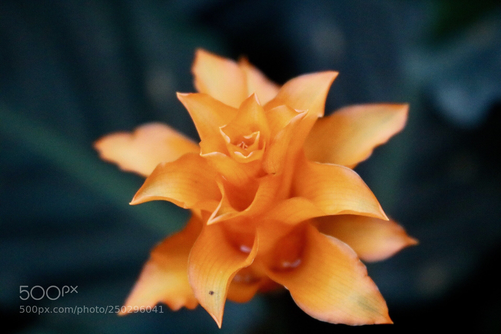 Canon EOS 750D (EOS Rebel T6i / EOS Kiss X8i) sample photo. Untitled photography