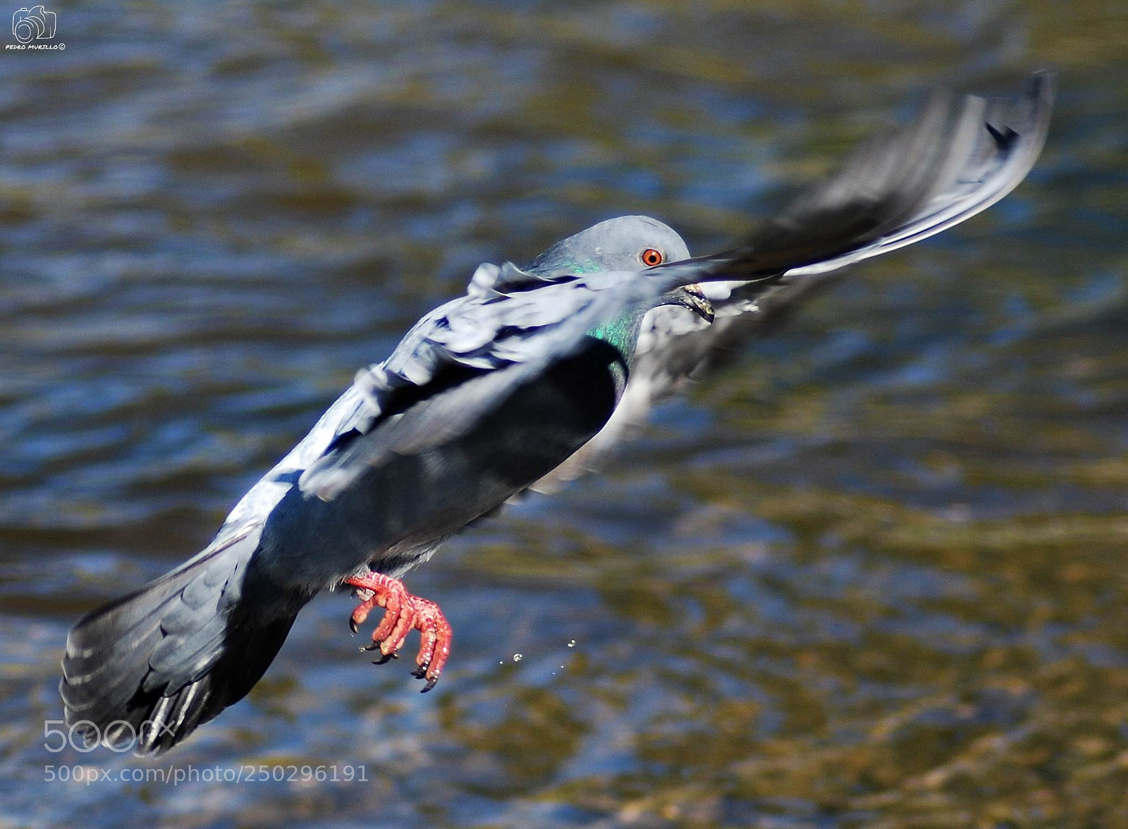 Nikon D60 sample photo. Untitled photography