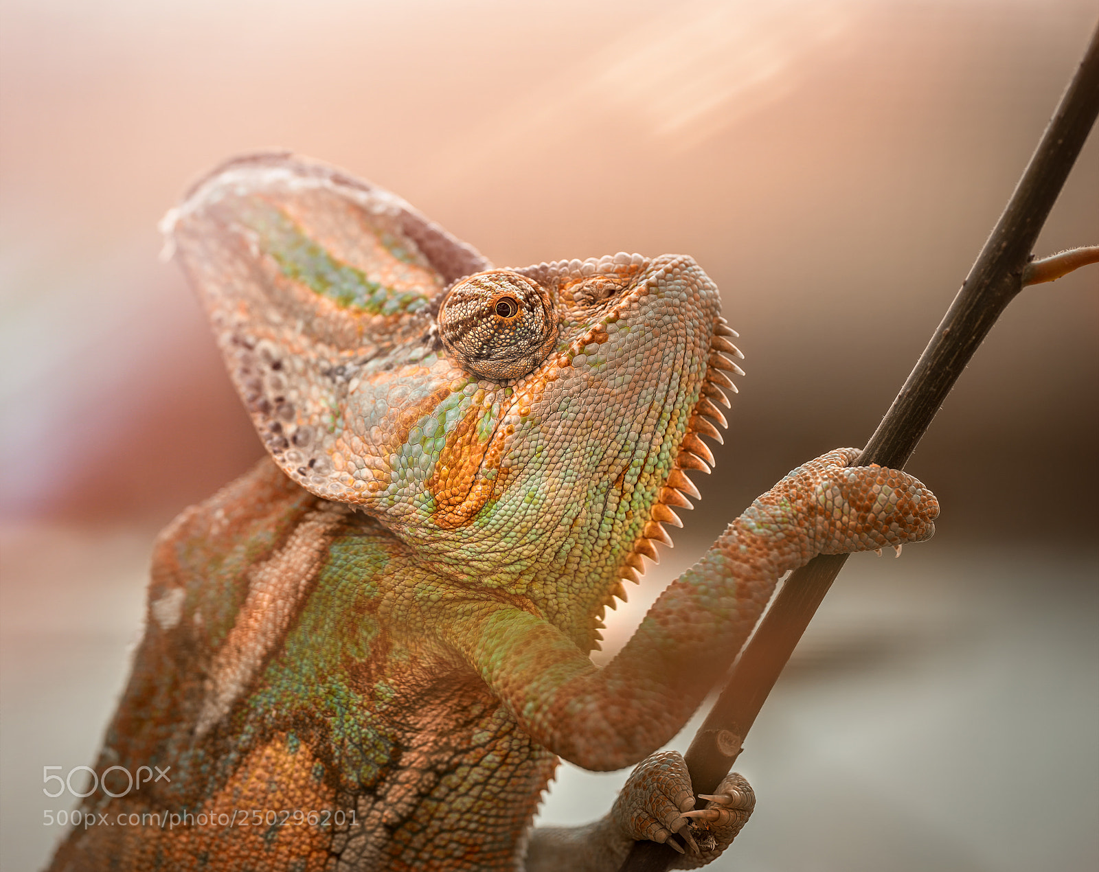 Sony a7R III sample photo. Chameleon photography