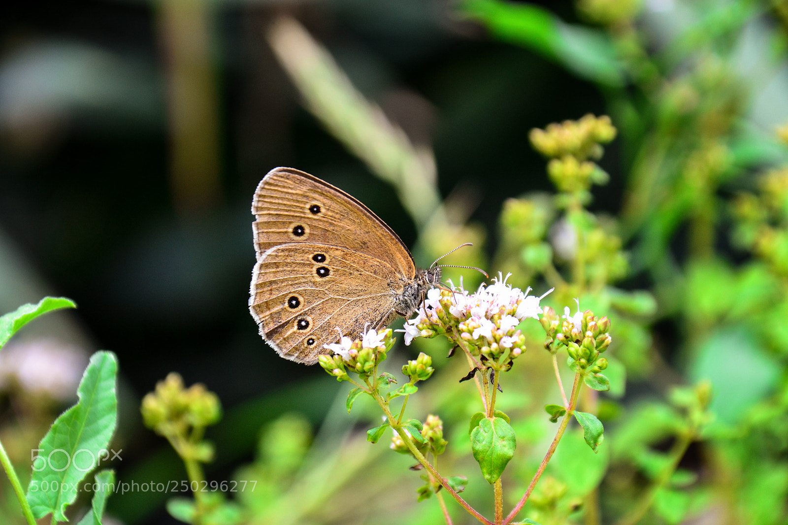 Nikon D3100 sample photo. A butterfly on the photography