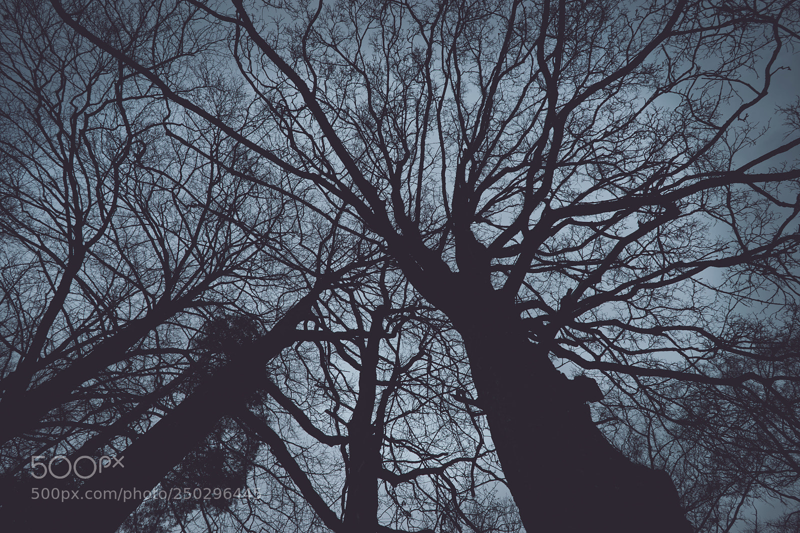 Sony a7 sample photo. Bare trees from a photography