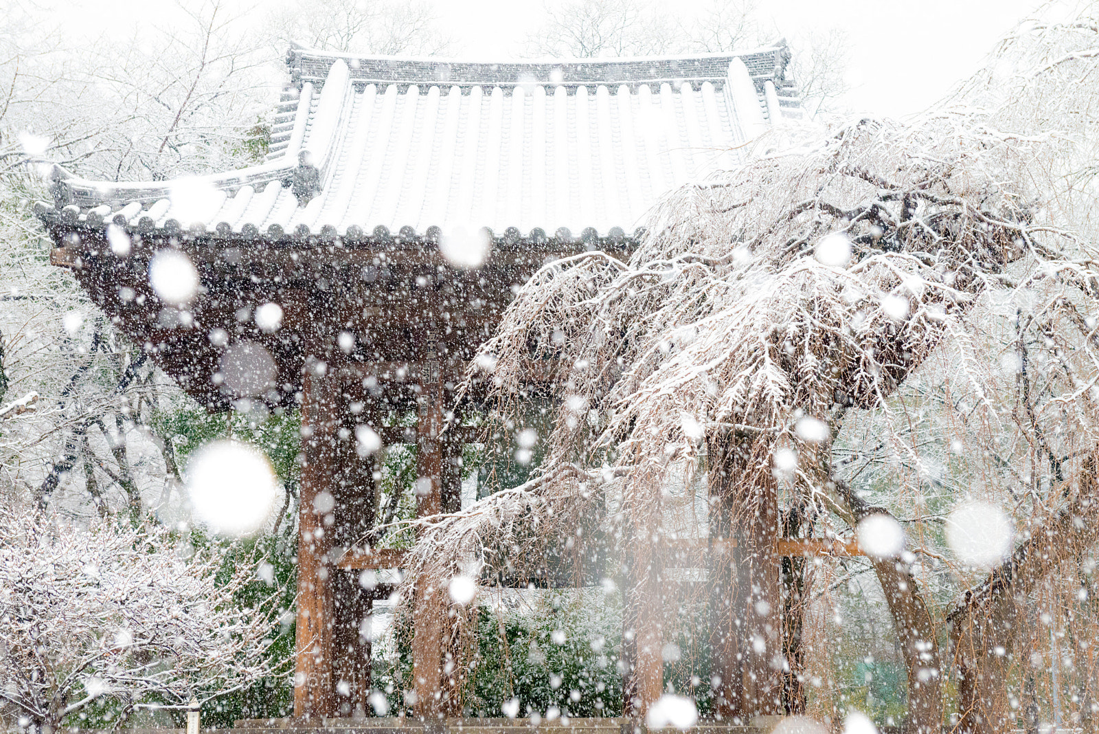Nikon D800 sample photo. Temple & snow photography