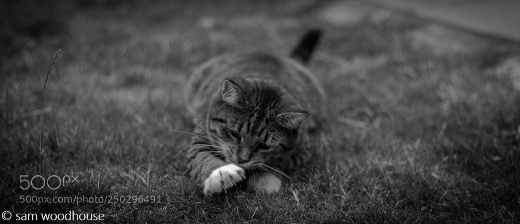 Canon EOS 70D sample photo. Untitled photography
