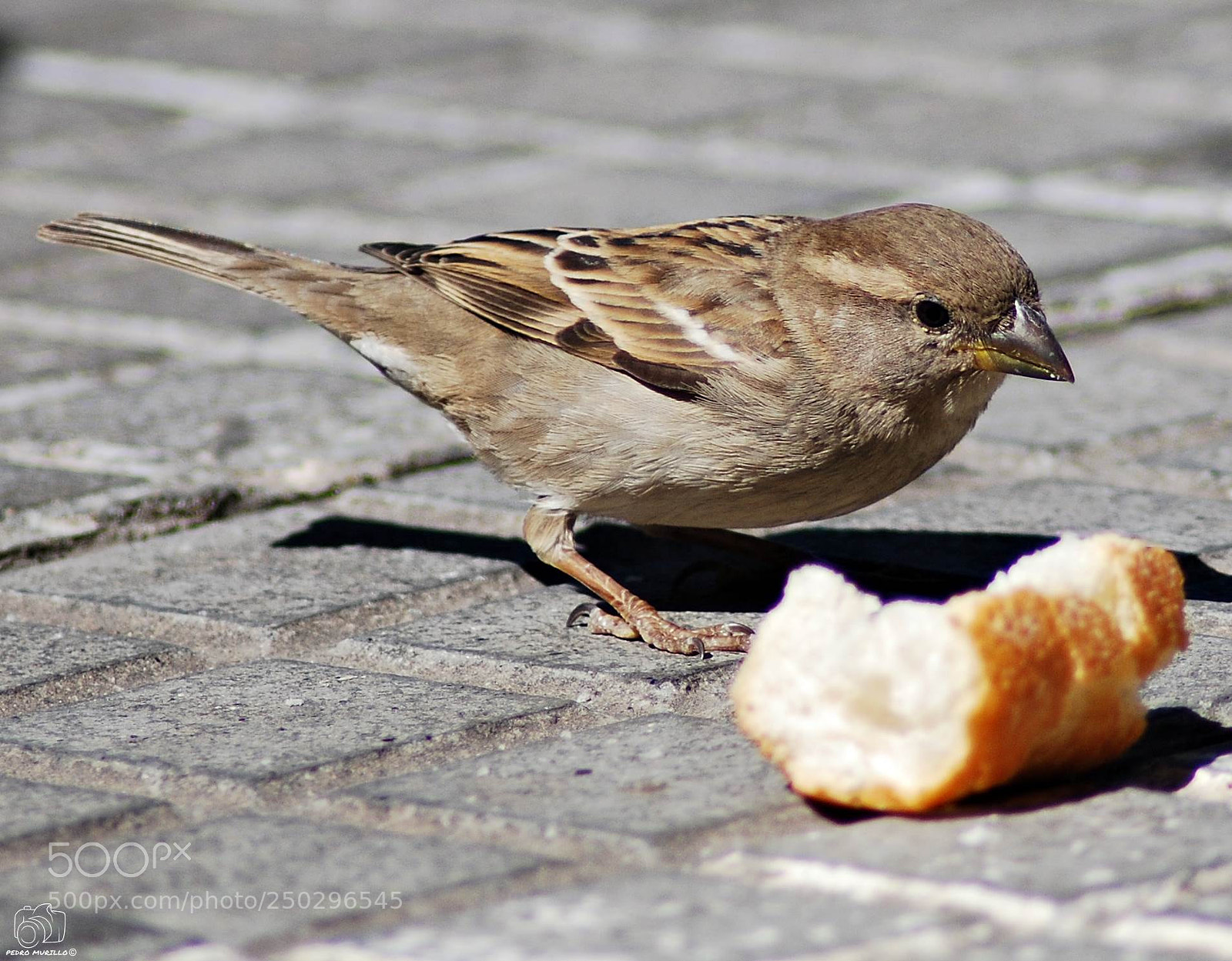 Nikon D60 sample photo. Untitled photography