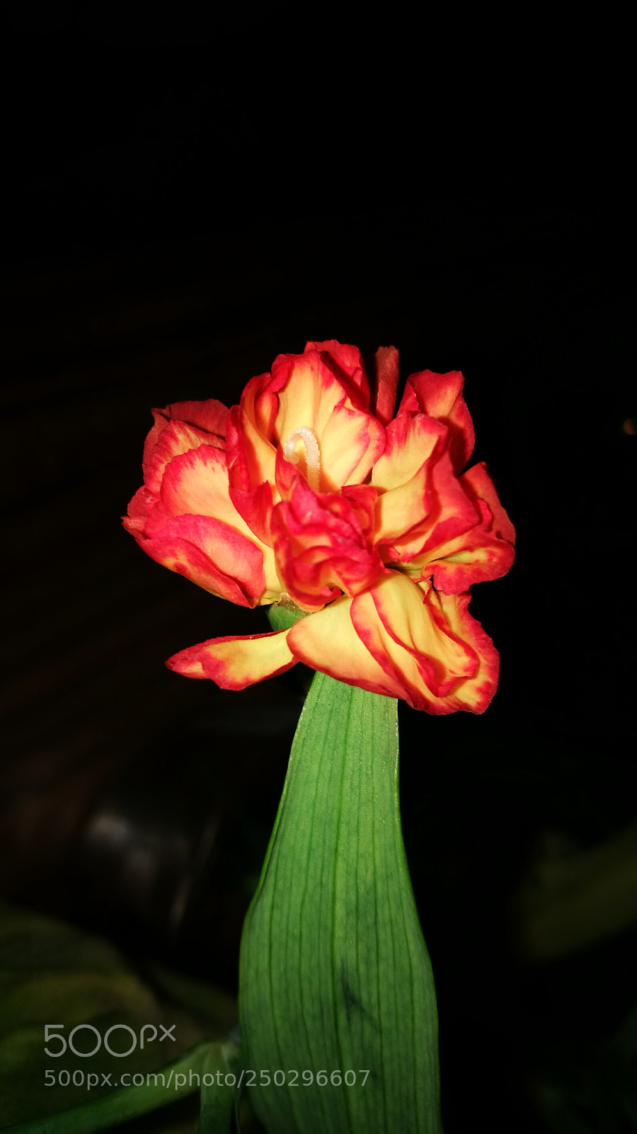 HUAWEI P9 sample photo. Candle photography