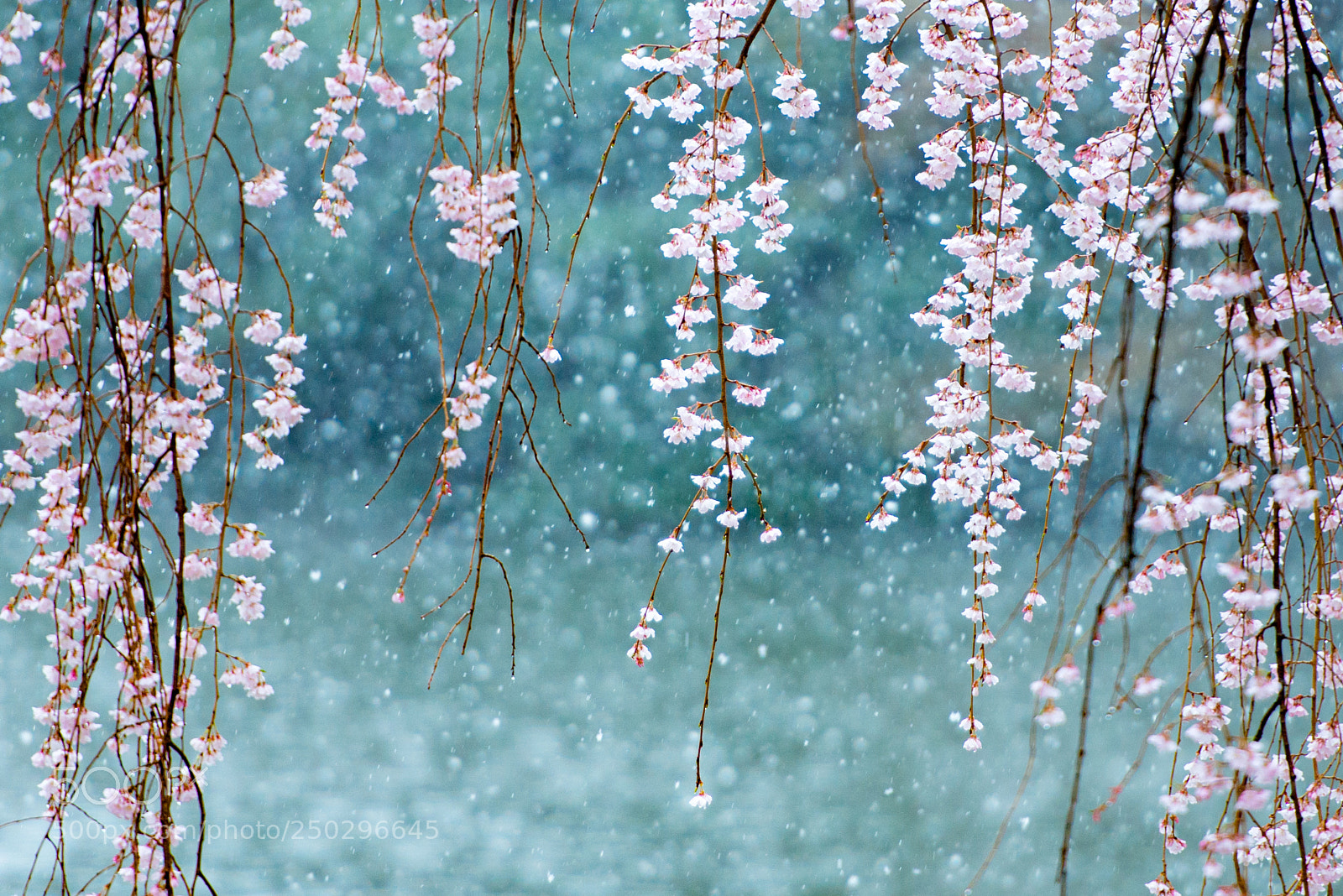 Nikon D800 sample photo. Cherry blossom & snow photography