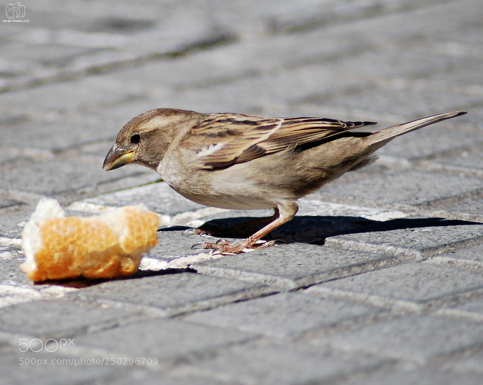 Nikon D60 sample photo. Untitled photography