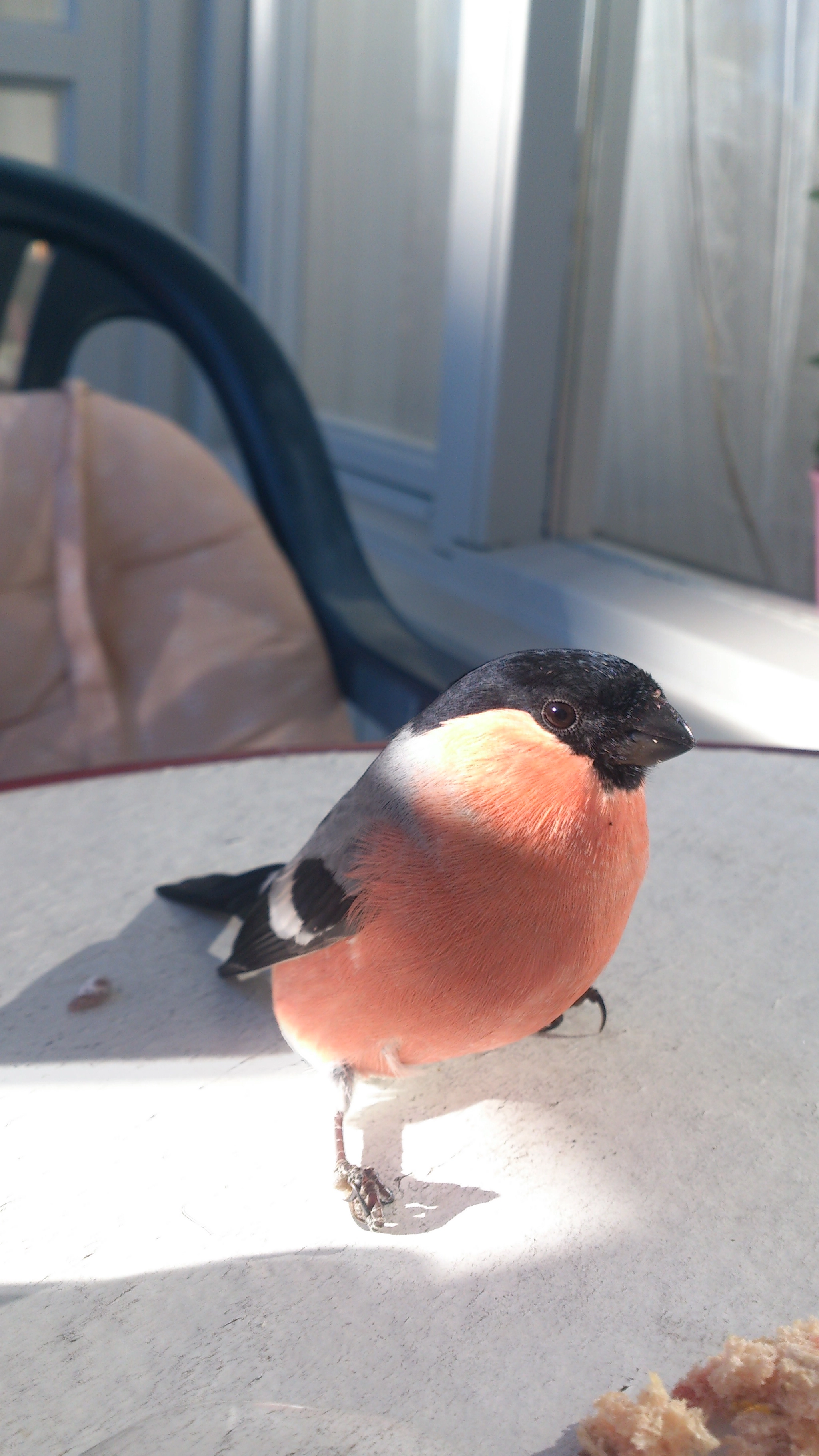 Sony Xperia V sample photo. A bird at my table photography