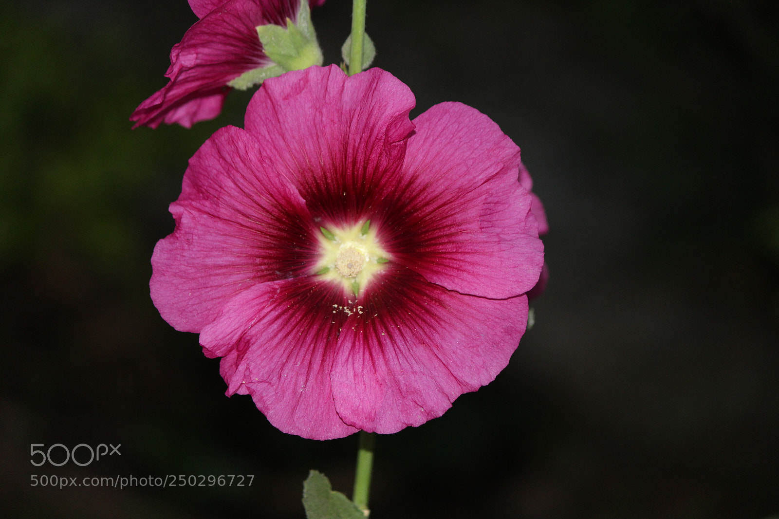 Canon EF-S 55-250mm F4-5.6 IS II sample photo. Hollyhocks photography