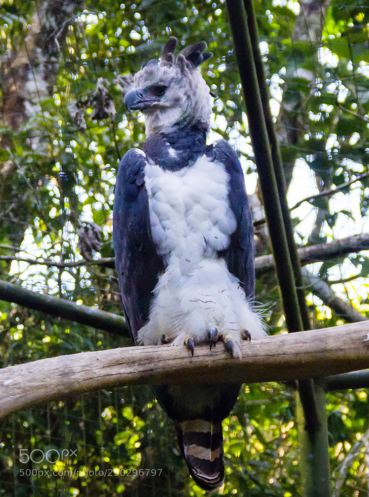 Canon EOS 60D sample photo. Harpy eagle photography