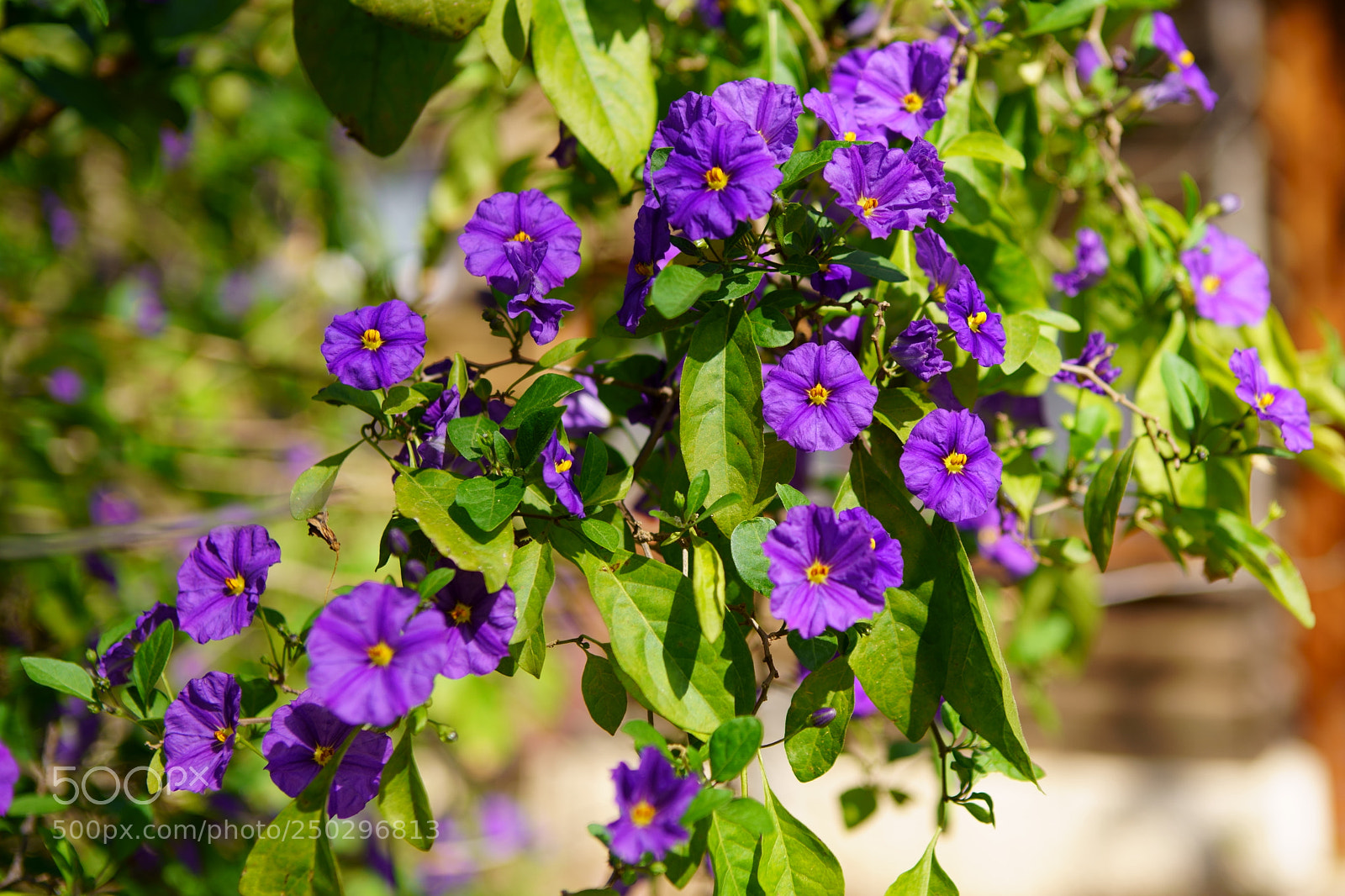 Sony a7R II sample photo. Flowers photography