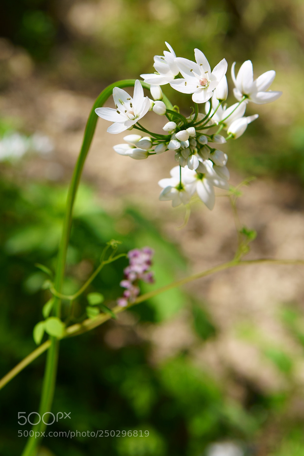 Sony a7R II sample photo. Flowers photography