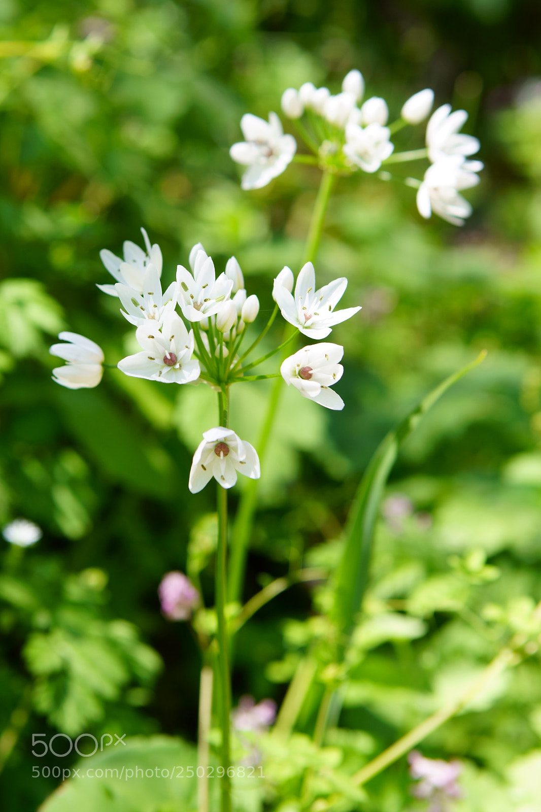 Sony a7R II sample photo. Flowers photography