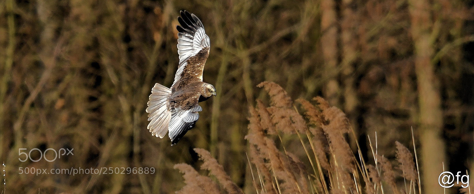 Nikon D500 sample photo. Red kite on the photography