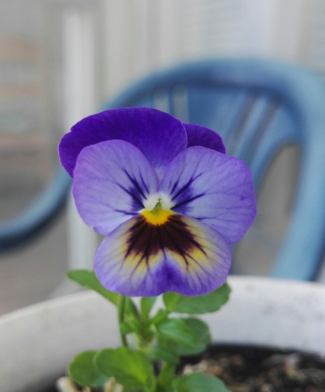 HUAWEI Honor 7 sample photo