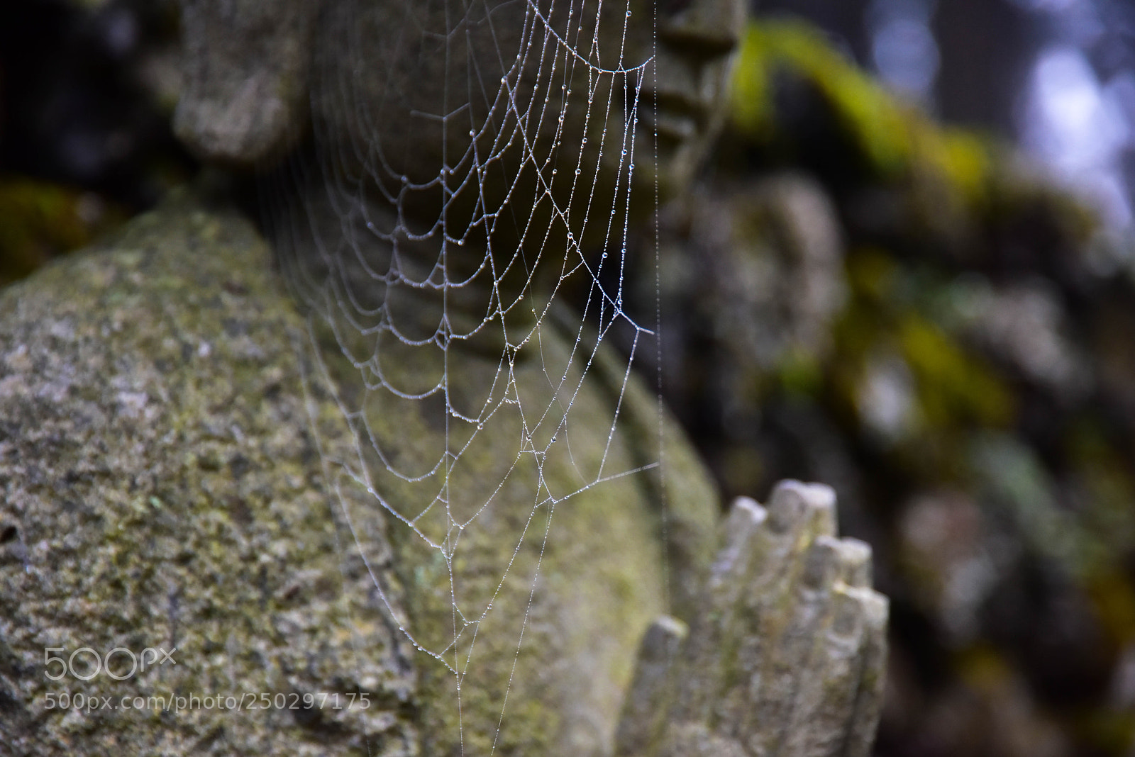 Nikon D810 sample photo. 기도 photography