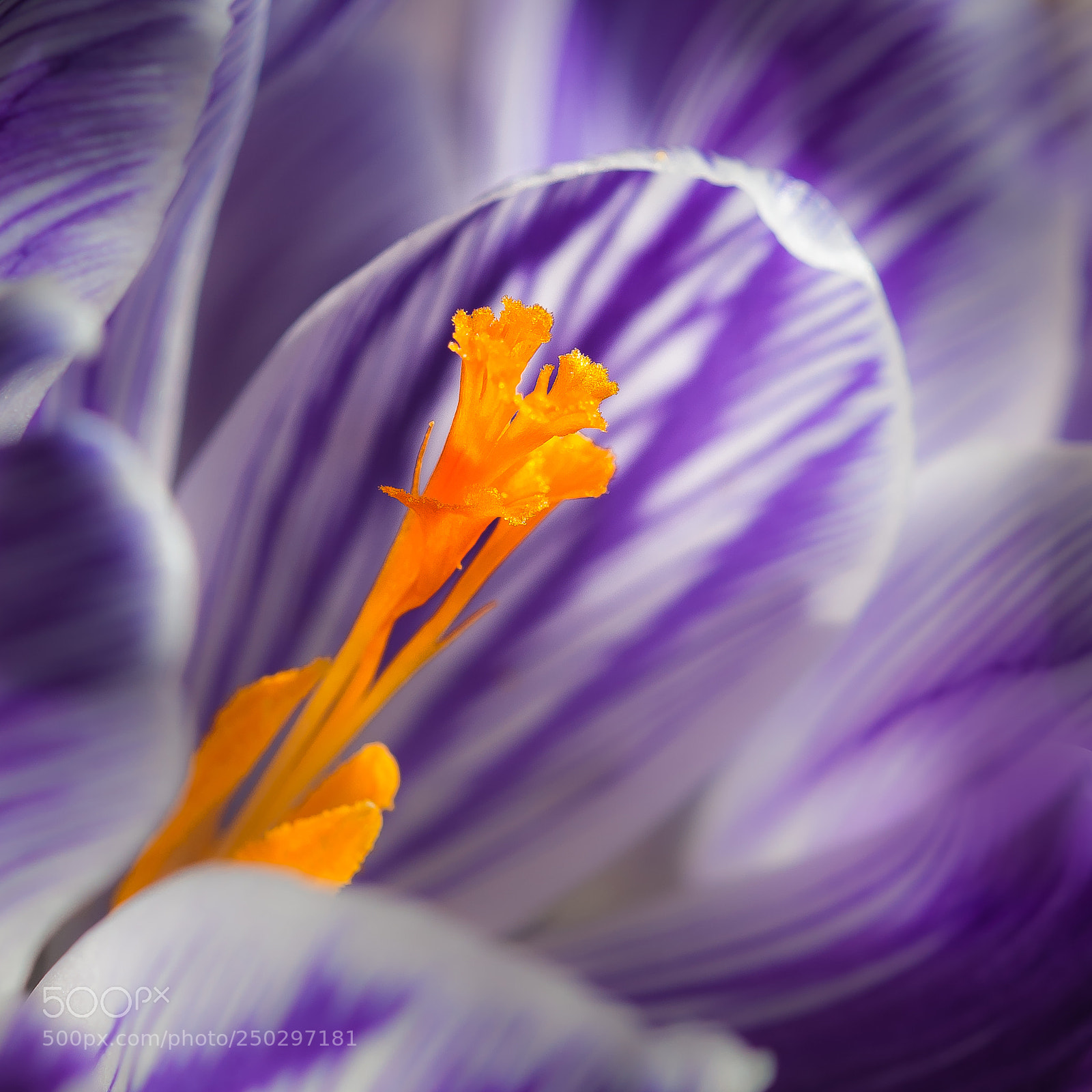 Nikon D300S sample photo. Crocus photography