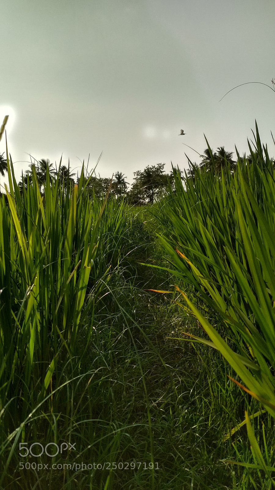 Xiaomi Redmi 4 Pro sample photo. Into the cropland photography
