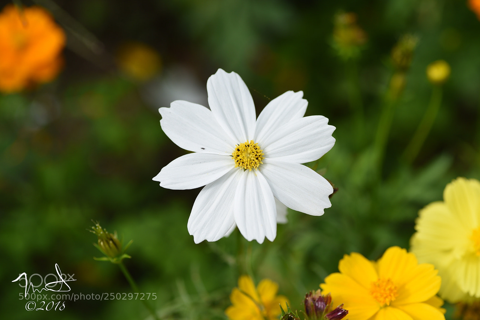 Nikon D750 sample photo. White cosmos flower photography