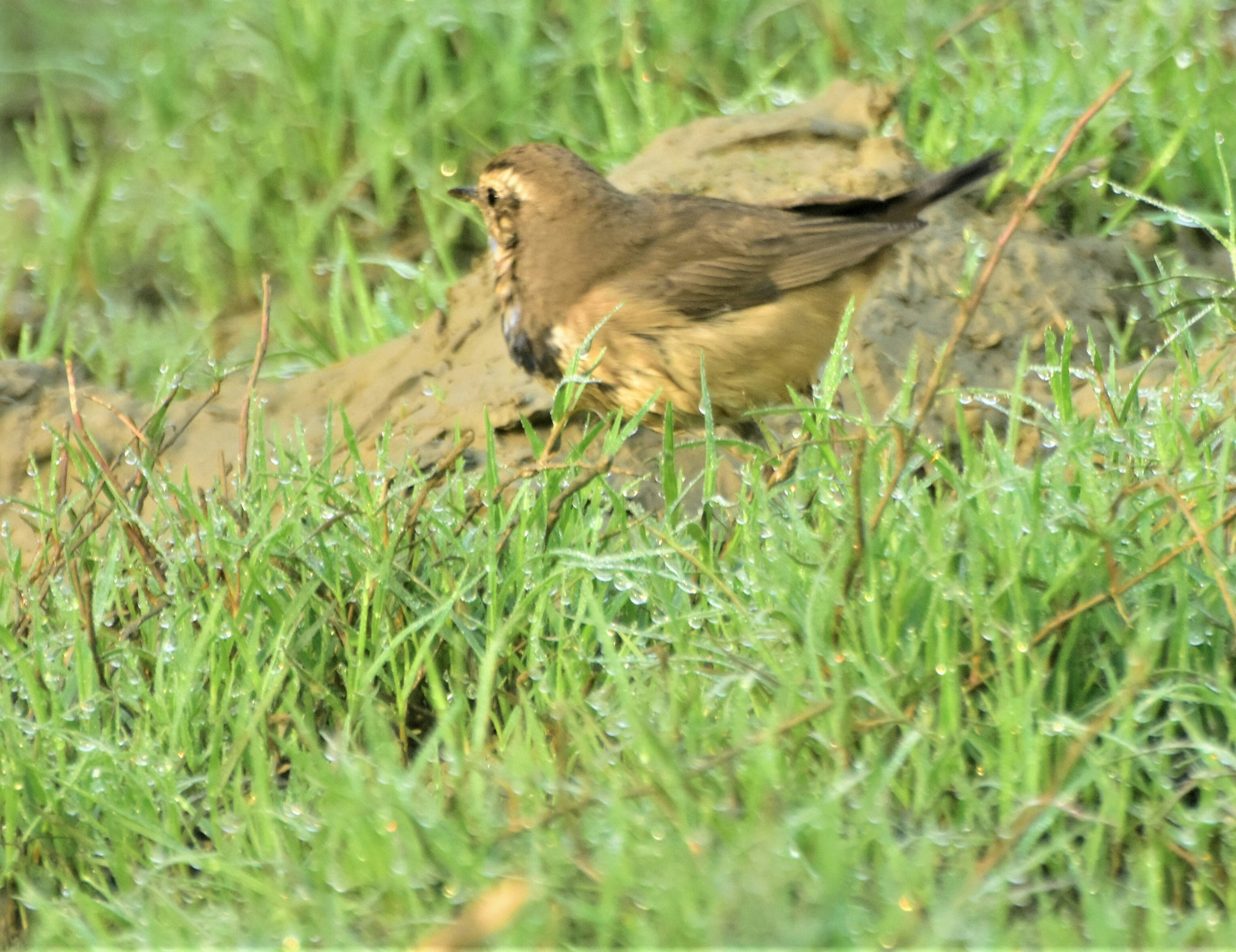 Nikon D7200 sample photo
