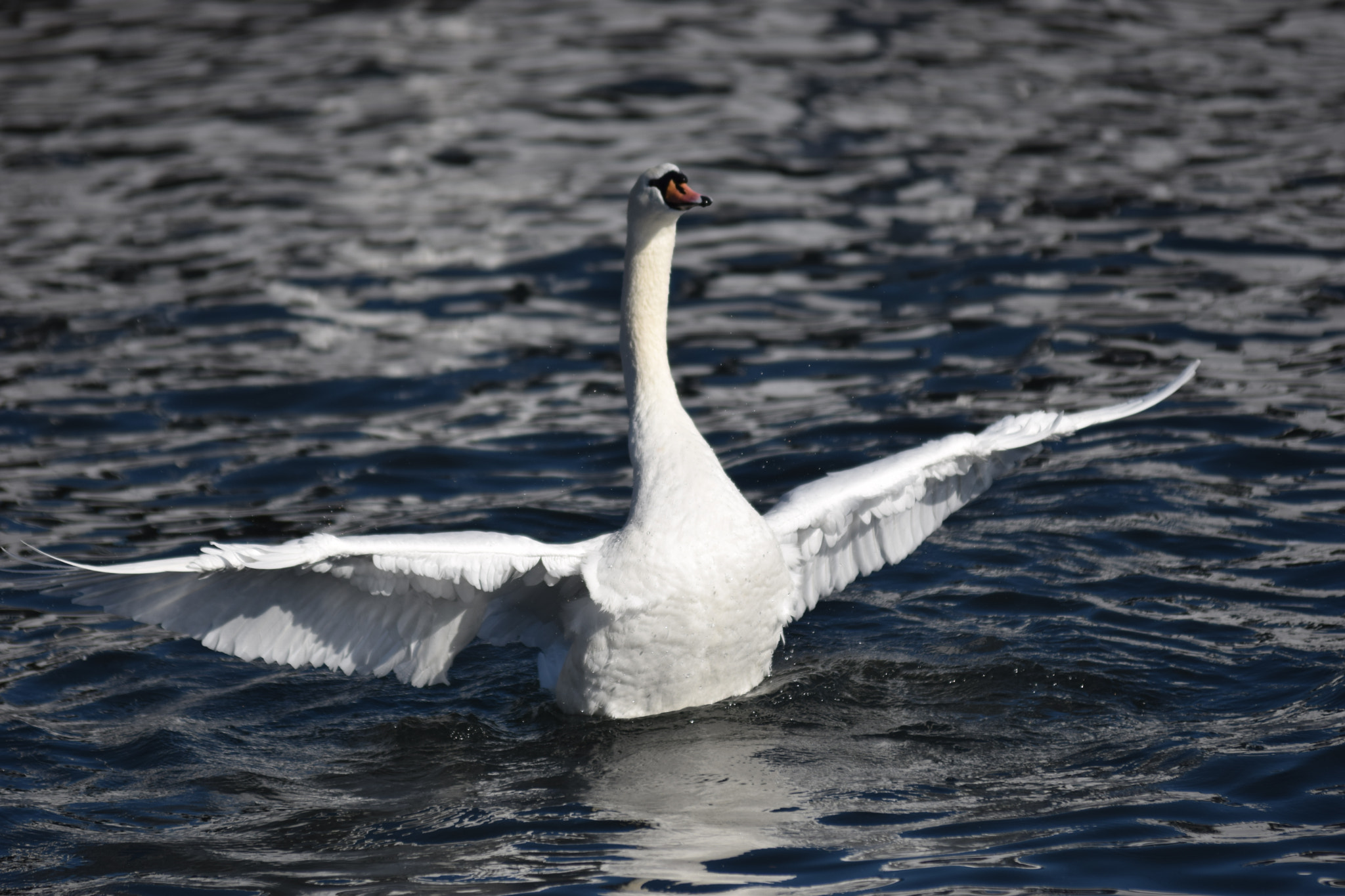 Nikon D3300 sample photo. Nature around lake zurich photography