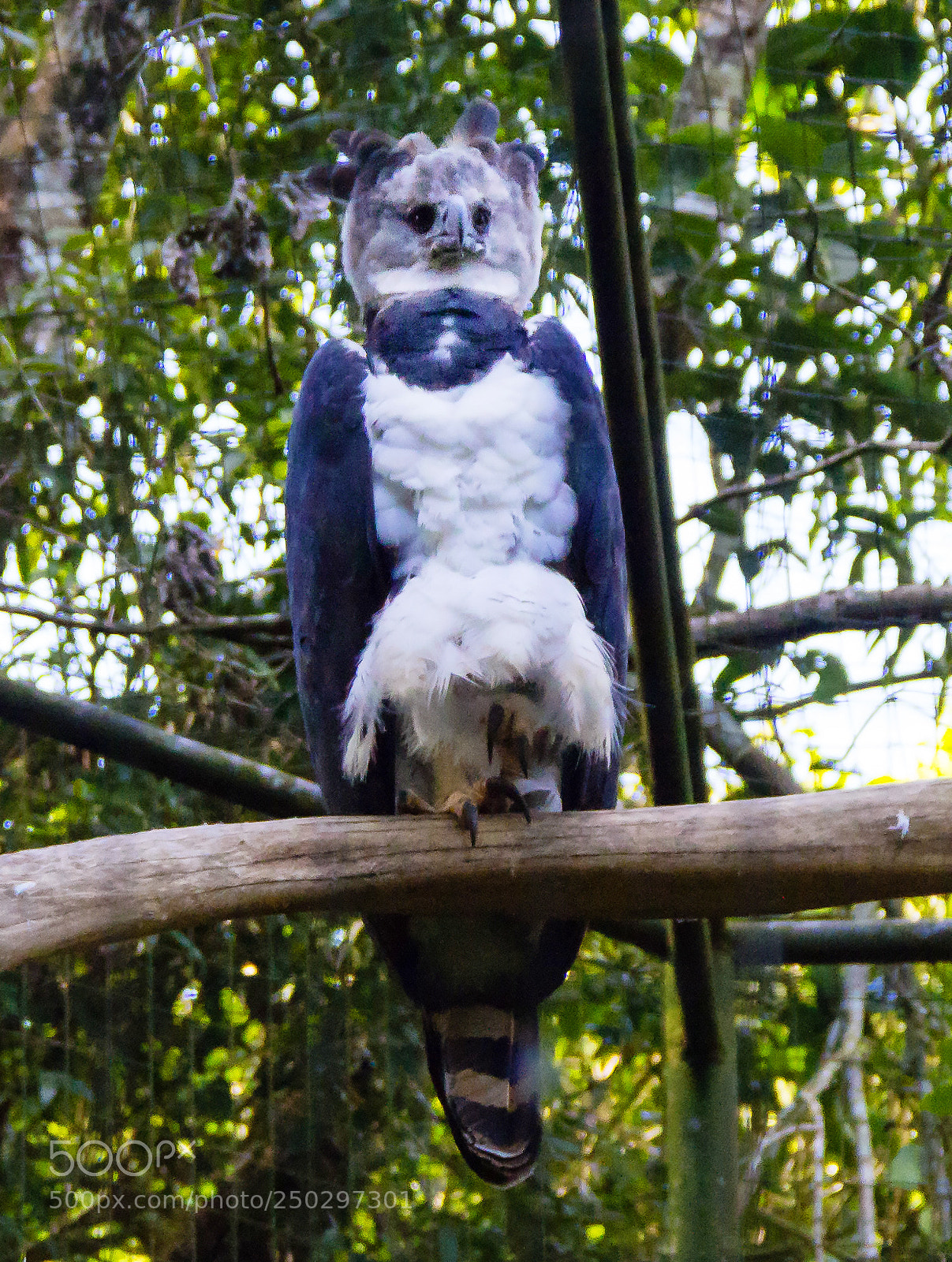 Canon EOS 60D sample photo. Harpy eagle photography