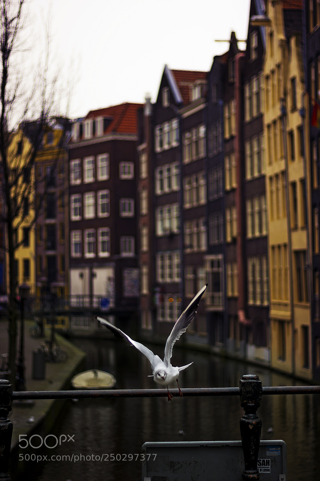 Canon EOS 550D (EOS Rebel T2i / EOS Kiss X4) sample photo. Amsterdam photography