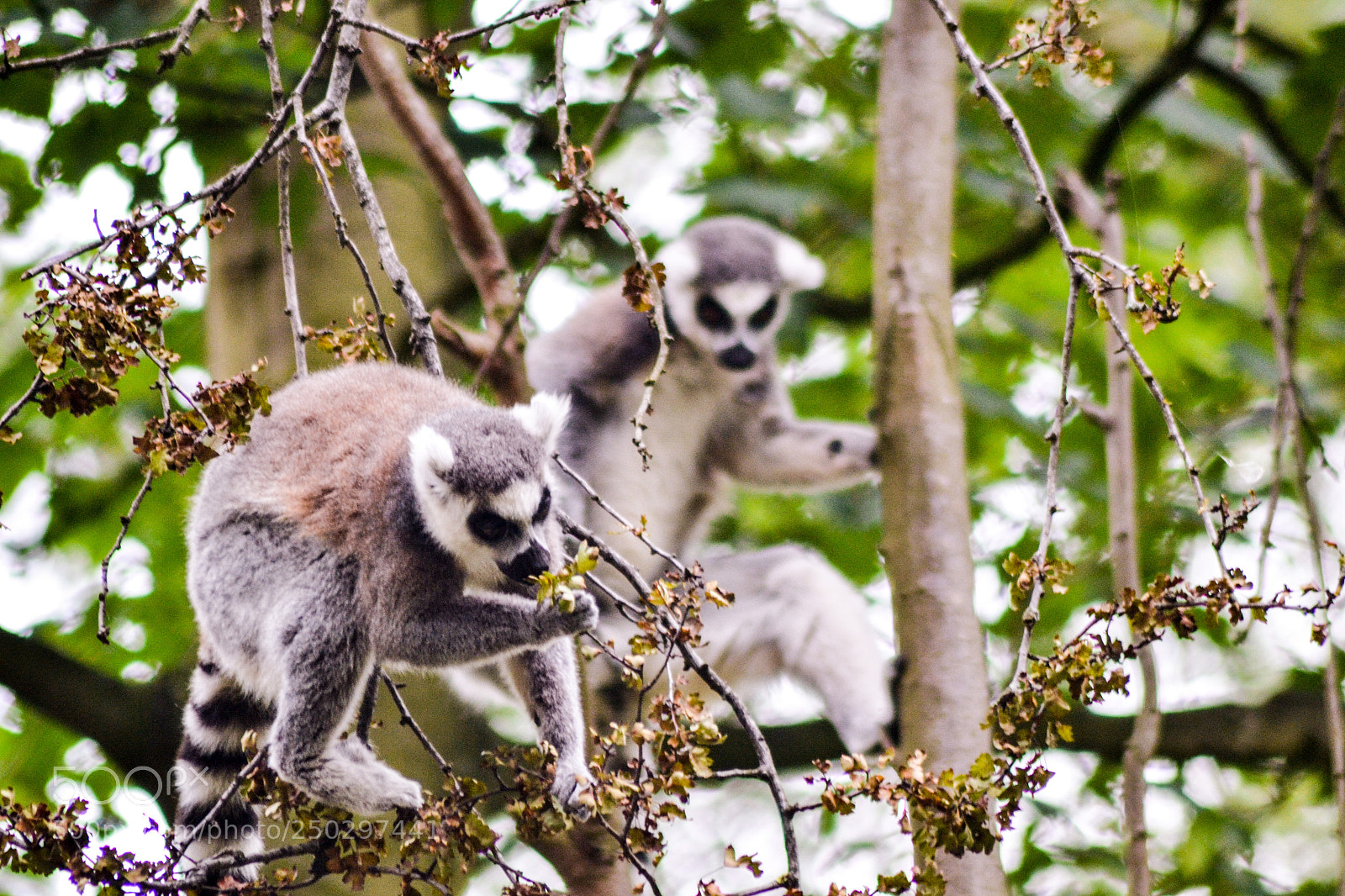 Nikon D3100 sample photo. Lemur photography