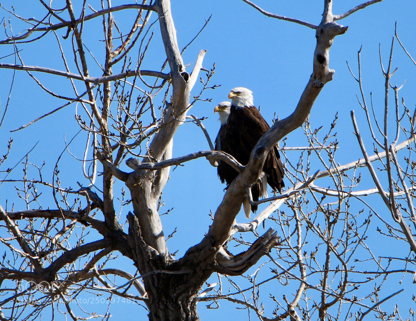 Canon EOS 7D Mark II sample photo. Bald eagles photography